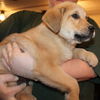 Decker -Puppy