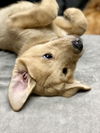 Decker -Puppy