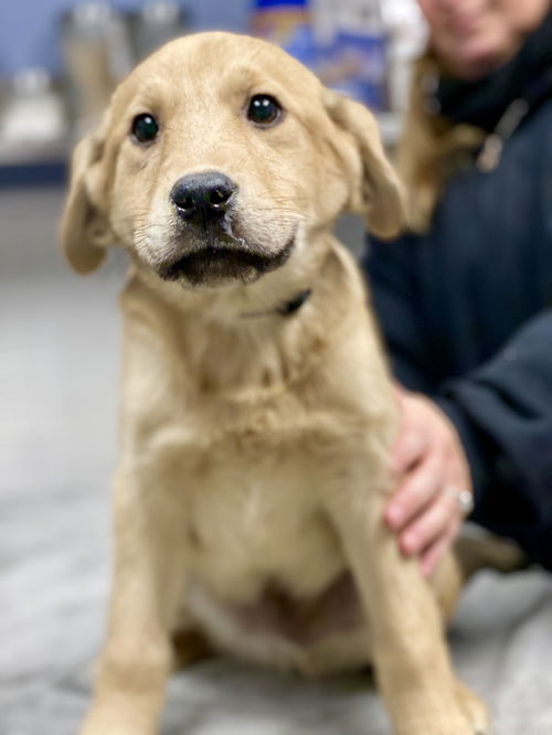 Decker -Puppy
