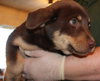 Chazz Puppy