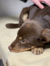 Chazz Puppy