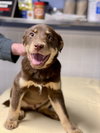 Chazz Puppy