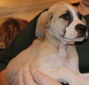 Pickett Puppy