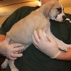 Pickett Puppy