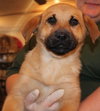 Shayna Puppy