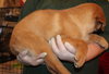 Shayna Puppy