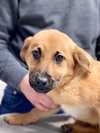 Shayna Puppy