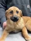 Shayna Puppy