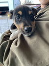 Somers Puppy-MG