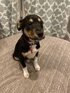 Somers Puppy-MG