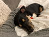 Somers Puppy-MG