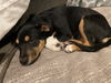 Somers Puppy-MG