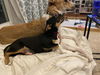 Somers Puppy-MG