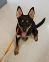 Trenton Puppy