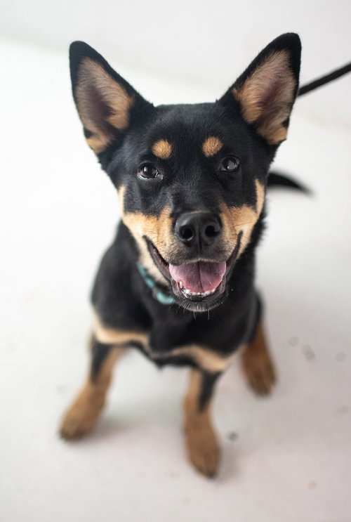 Trenton Puppy