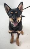 Trenton Puppy
