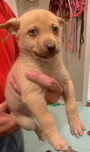 Arugula Puppy AH