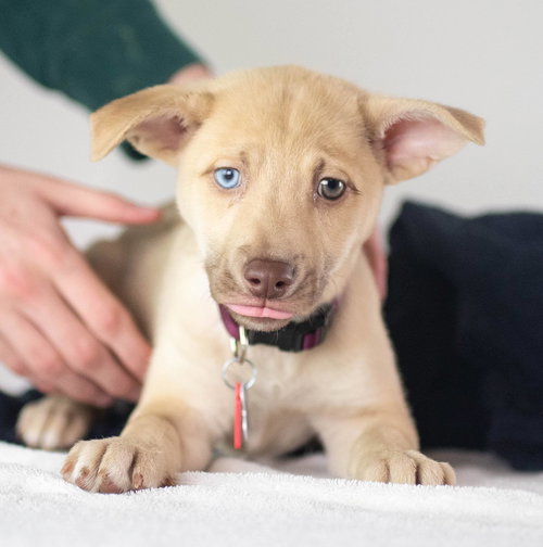 Arugula Puppy AH