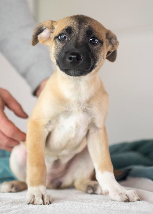 Kale Puppy