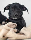 Scorch Puppy MG 3/26