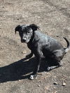 Scorch Puppy MG 3/26