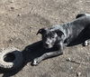 Scorch Puppy MG 3/26