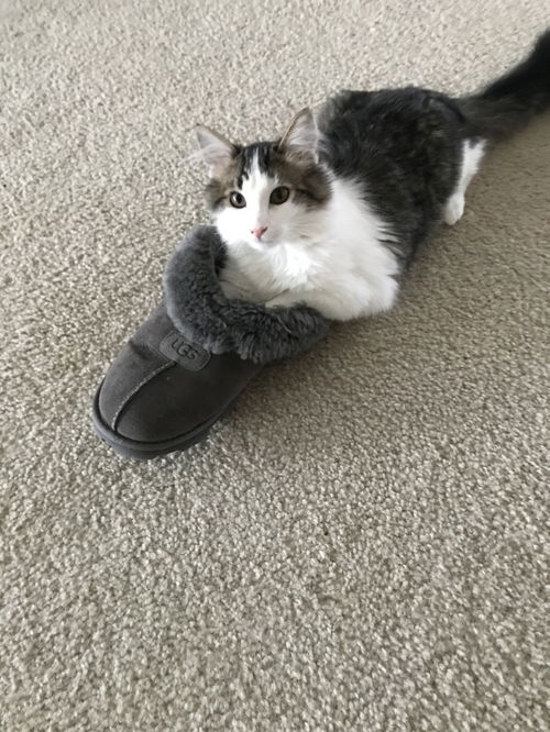 Felix