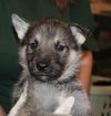 Cheer -Puppy AH 2/2