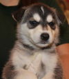 Glee -Puppy AH