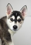 Glee -Puppy AH