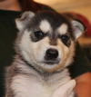 Rejoice -Puppy AH
