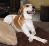 Brandy