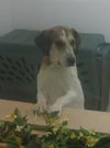 Brandy