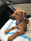 Tracker Puppy AH