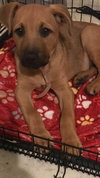 Tracker Puppy AH