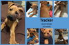 Tracker Puppy AH