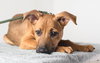 Tracker Puppy AH