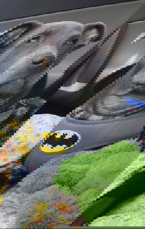 Duck