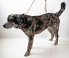 Azumi Puppy AH 2/29