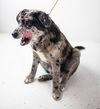 Azumi Puppy AH 2/29