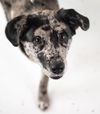 Azumi Puppy AH 2/29