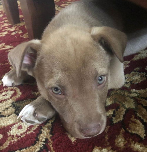 Helen Puppy