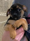 Rhys Puppy  PH 3/1/20