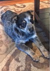 Shayne Puppy AH 2/29