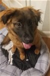 Maxie Pup Foster Needed 2/22