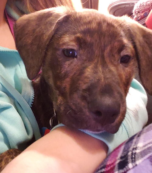 Styx Puppy MA