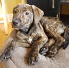 Styx Puppy MA