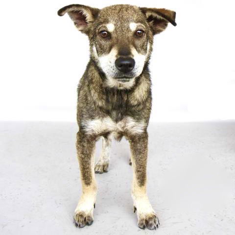 Portland Pup Adopted
