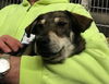 Portland Pup Adopted