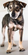 Portland Pup Adopted